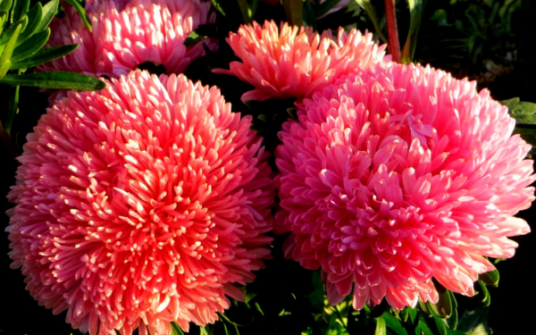 Астры махровые