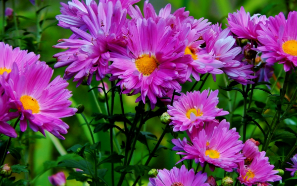 Астры многолетние
