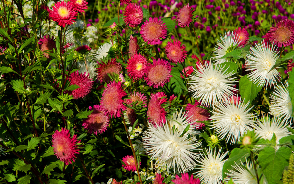 Астры на грядке