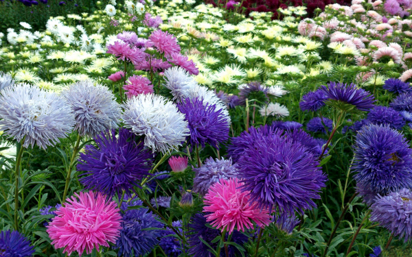 Астры на клумбе