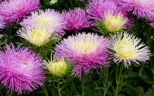 Астры однолетние игольчатые