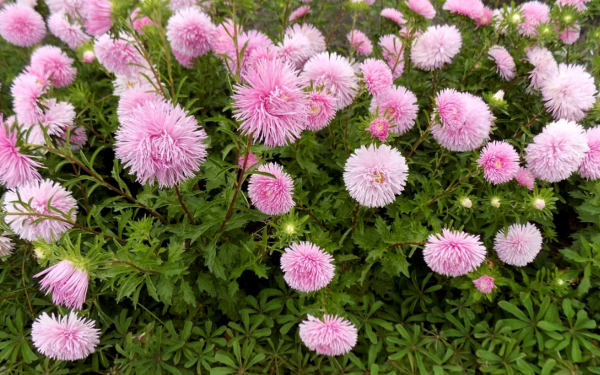 Астры розовые игольчатые