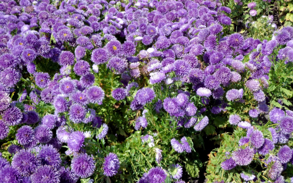 Осенние цветы астры