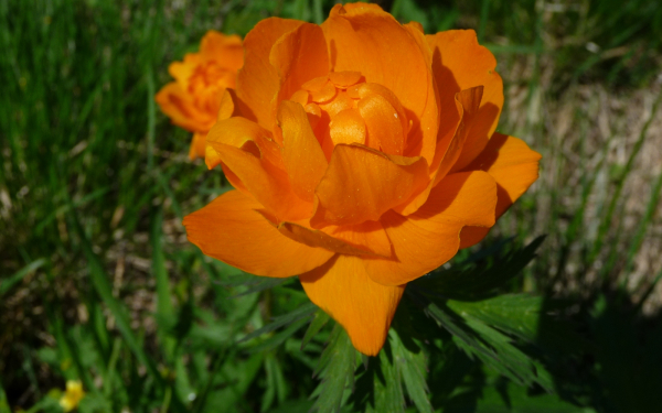 Цветок-огонек