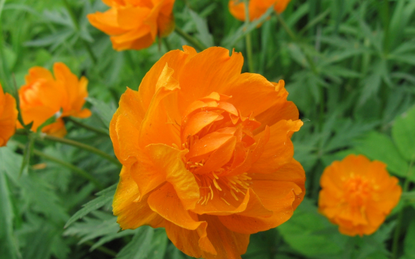 Цветы купальницы или огоньки