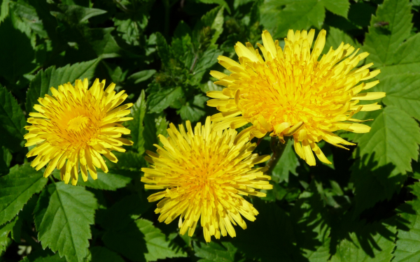 Желтые одуванчики