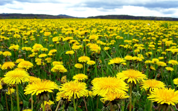 Желтое поле одуванчиков.