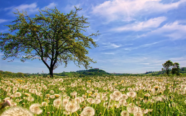 Одуванчики отцвели.