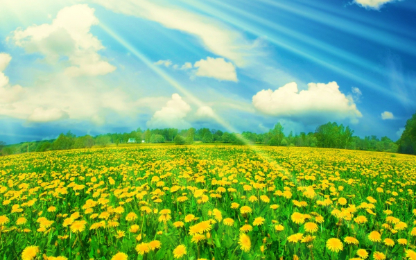 Солнечное поле одуванчиков.