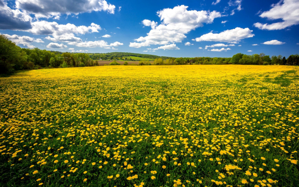 Одуванчики