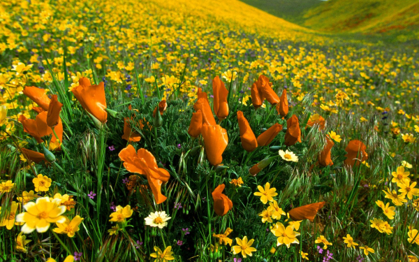 Полевые маки и кореопсисы