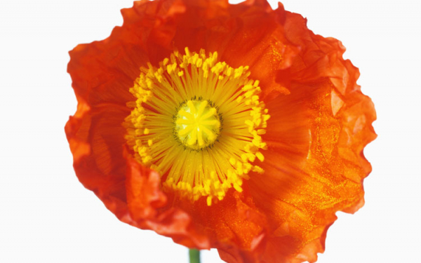 Большой мак