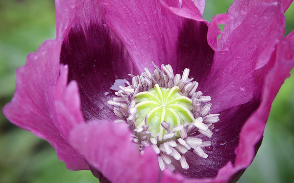 Необычный мак