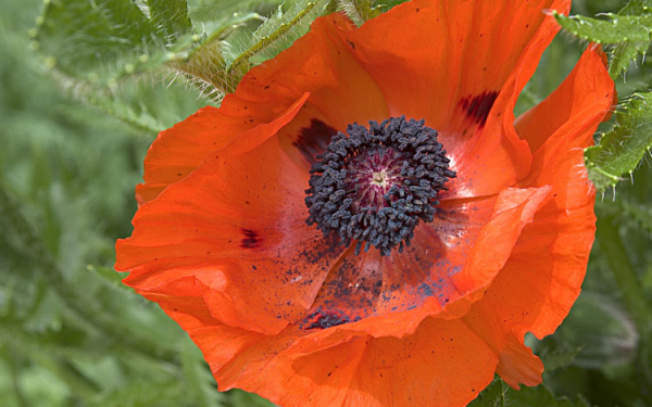 Албанский мак