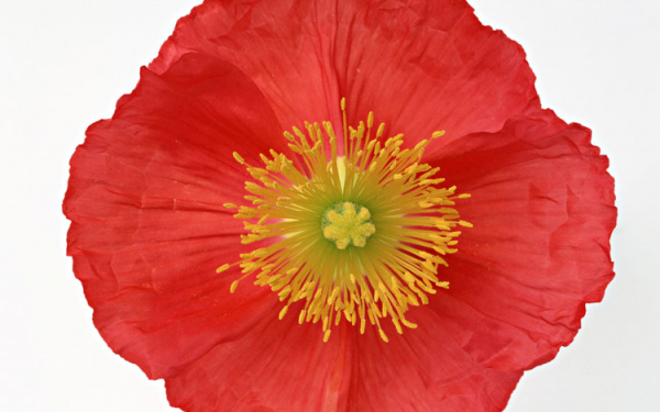 Искусственный мак