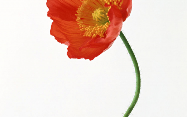 Маковый цветок