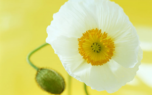 Кремовый мак