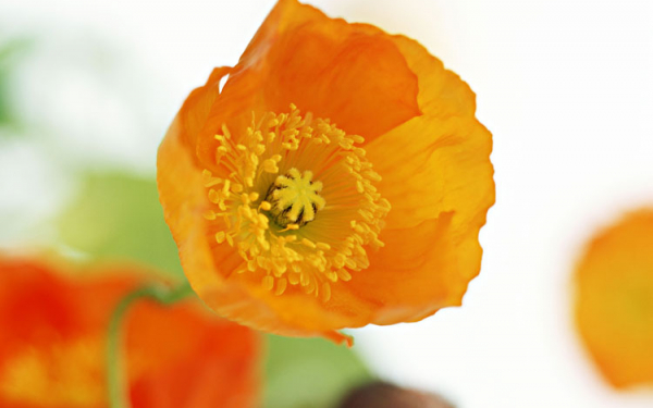 Красивый мак