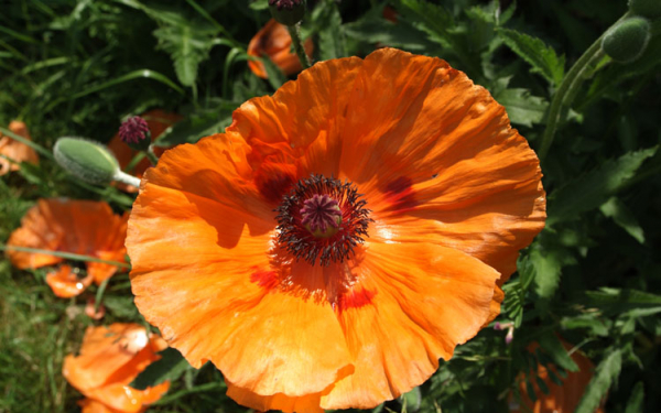 Луговой мак