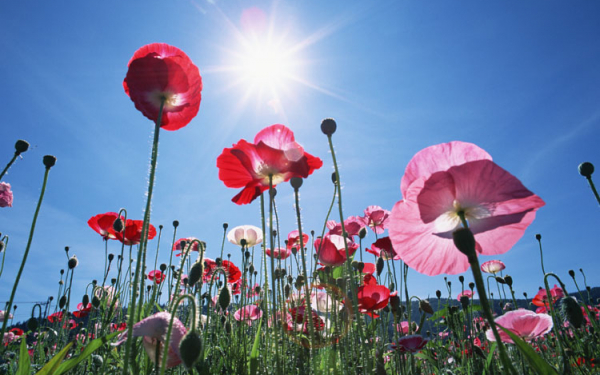 Мак на Солнце