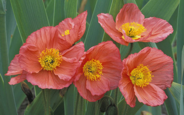 Розовый нарцисс