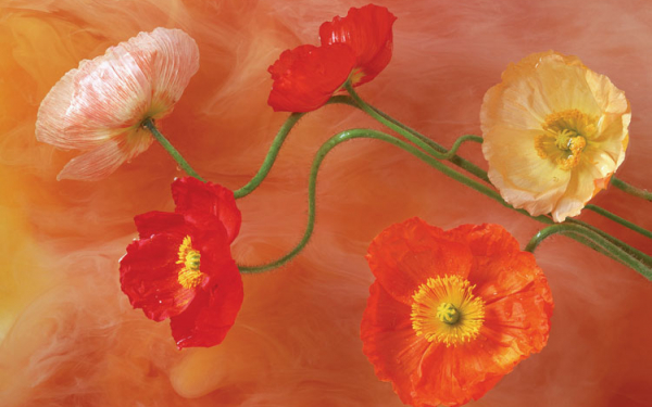 Маковые цветочки