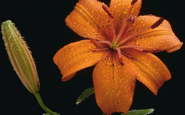 Лесная саранка