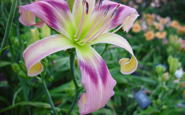 Полевая лилия