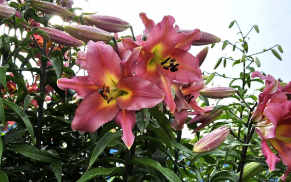 Лилия ОТ-гибрид Сатисфекшн