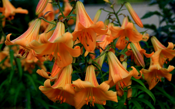 Лилии оранжевые трубчатые