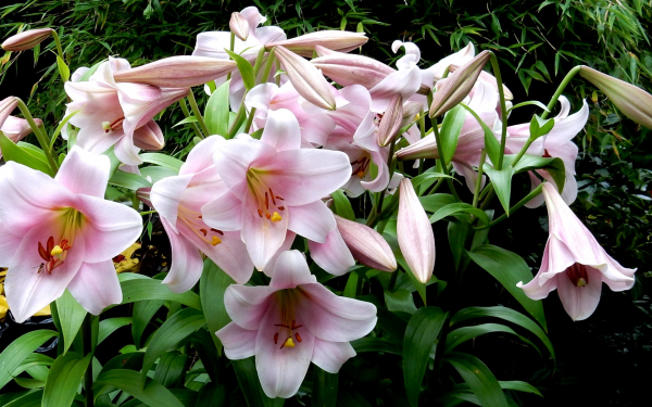 Лилия Беллсонг