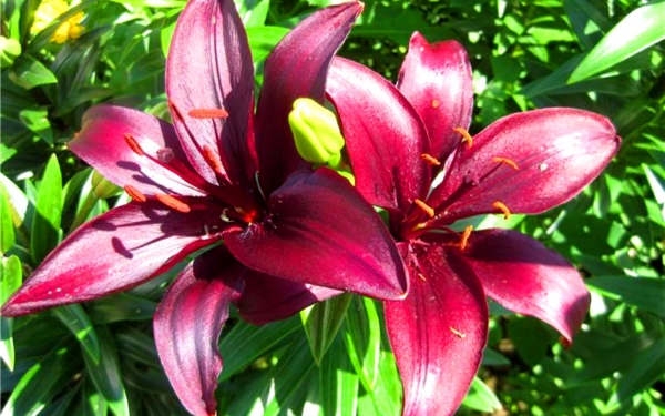 Лилия Дименшн