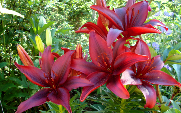 Лилия Затмение