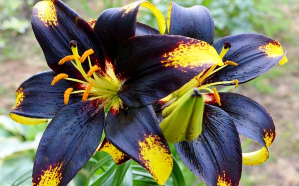 Лилия Львиное сердце