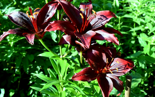 Лилия Мапира