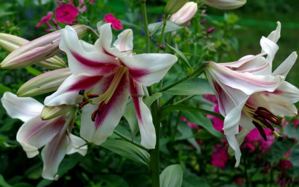 Лилия ОТ гибрид Алтари