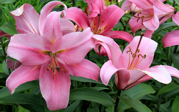 Лилия ОТ гибрид Миф