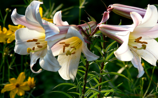 Лилия Регале