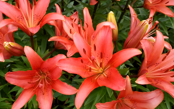 Лилия Ройал Сансет