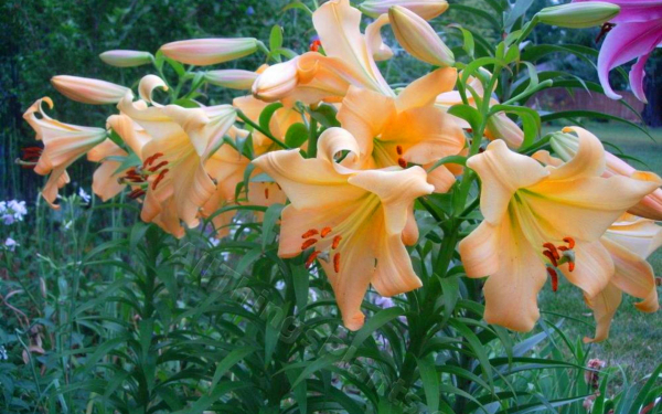 Лилия Салтарелло