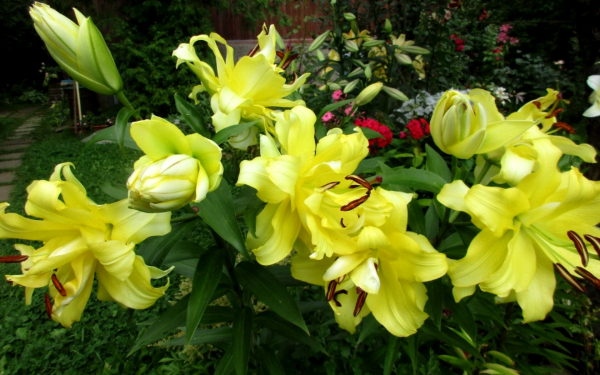 Лилия Фифти