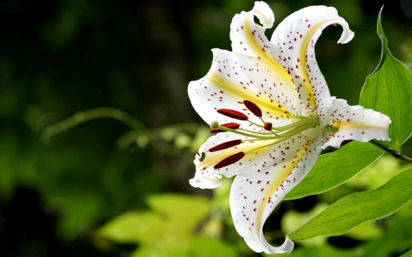 Лилия белая с крапинками