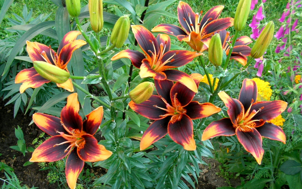 Лилия форевер Сьюзан