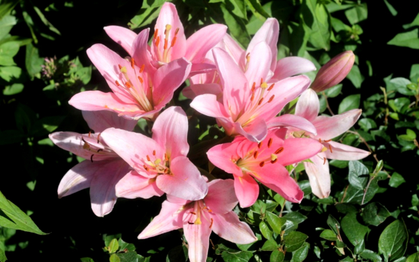 Розовые лилии