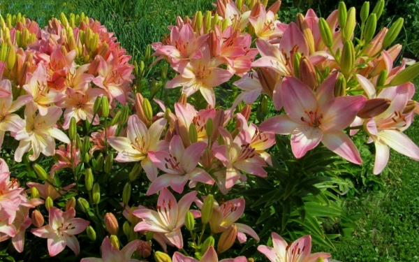 Цветение лилий