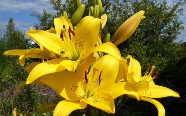 Желтая лилия с крупными цветками
