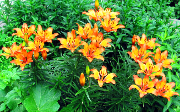 Клумба с лилиями