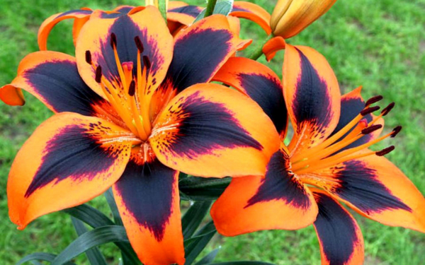 Красивые гибридные лилии