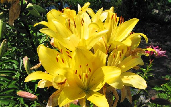 Красивые желтые лилии