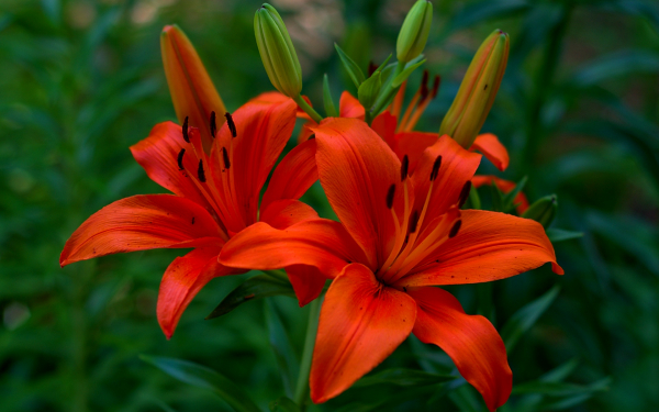 Красные лилии